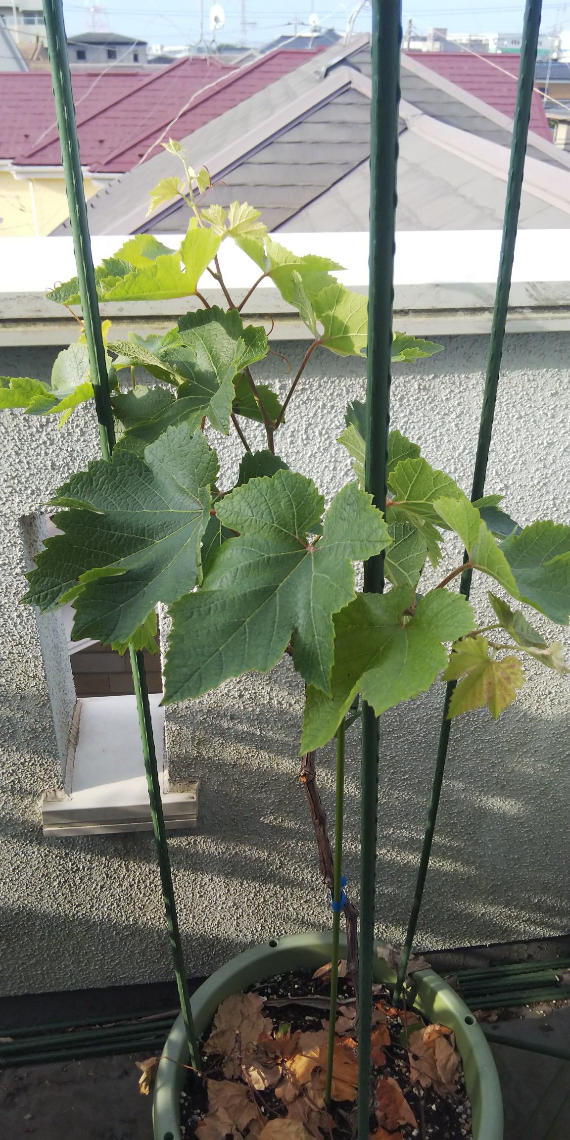 マスカットベリーaは相変わらず かきざき3のベランダ鉢植えの記録 楽天ブログ