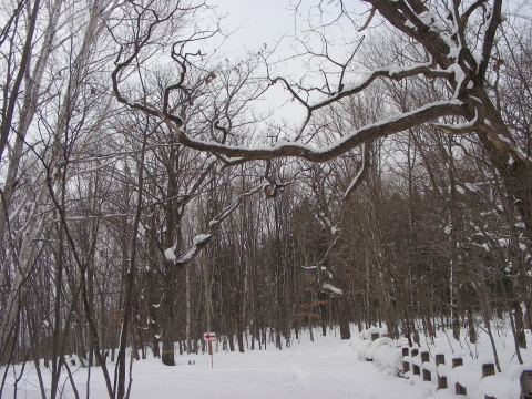 2016-02-09enro~uramichi.JPG