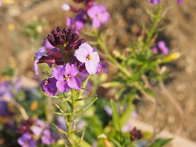 s-p1128.jpg