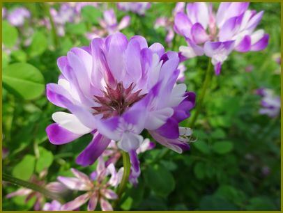 令和２年4月７日 蓮華草紫雲棚引く田圃かな 花の歳時記 天南星の魅力 山野草 楽天ブログ