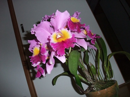 C. Gloriette 'Superba' FCC/RHS 20130702