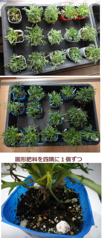 全部で14種類のマーガレットです。