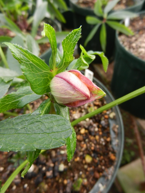 DSCN1054.JPG