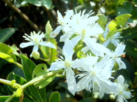 センニンソウの花