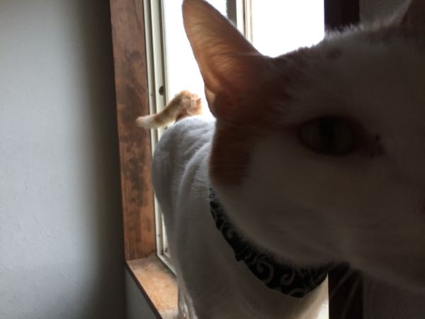 rblog-20150623062338-03.jpg