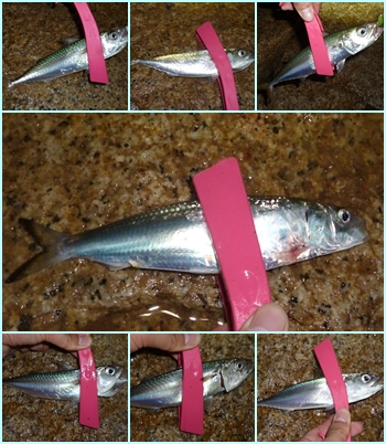 バーサー　イワシ