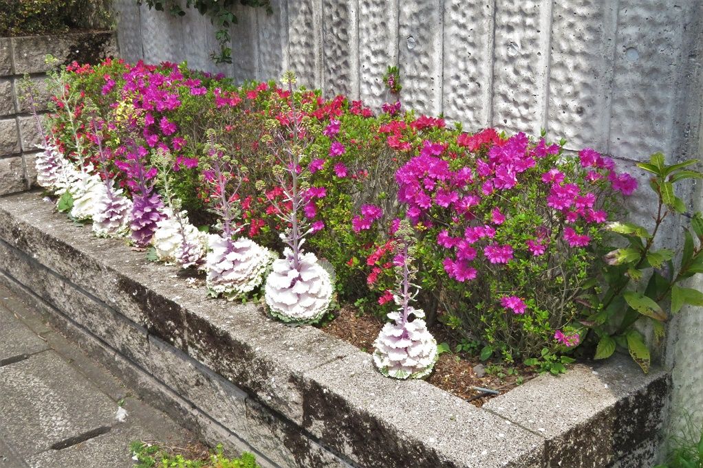 庭の花 花壇の花達 チューリップ ツツジ 大分金太郎の花鳥蝶月 楽天ブログ