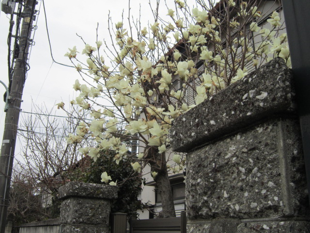 20120404こぶし.jpg