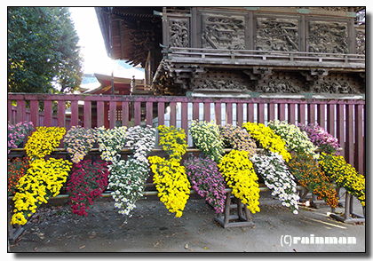 笠間稲荷神社菊祭り8.JPG