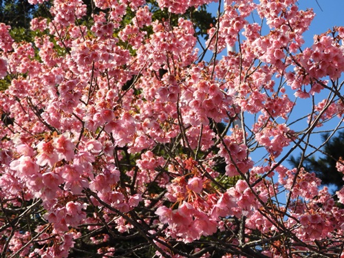 荏原神社にて