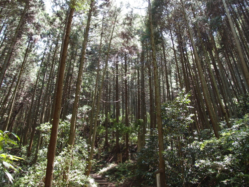 高取城４：鬱蒼と大木が生い茂る登山道