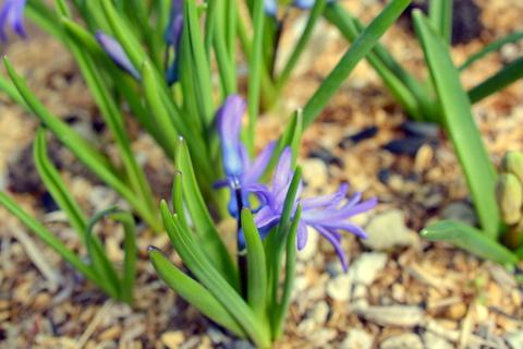 綺麗な花