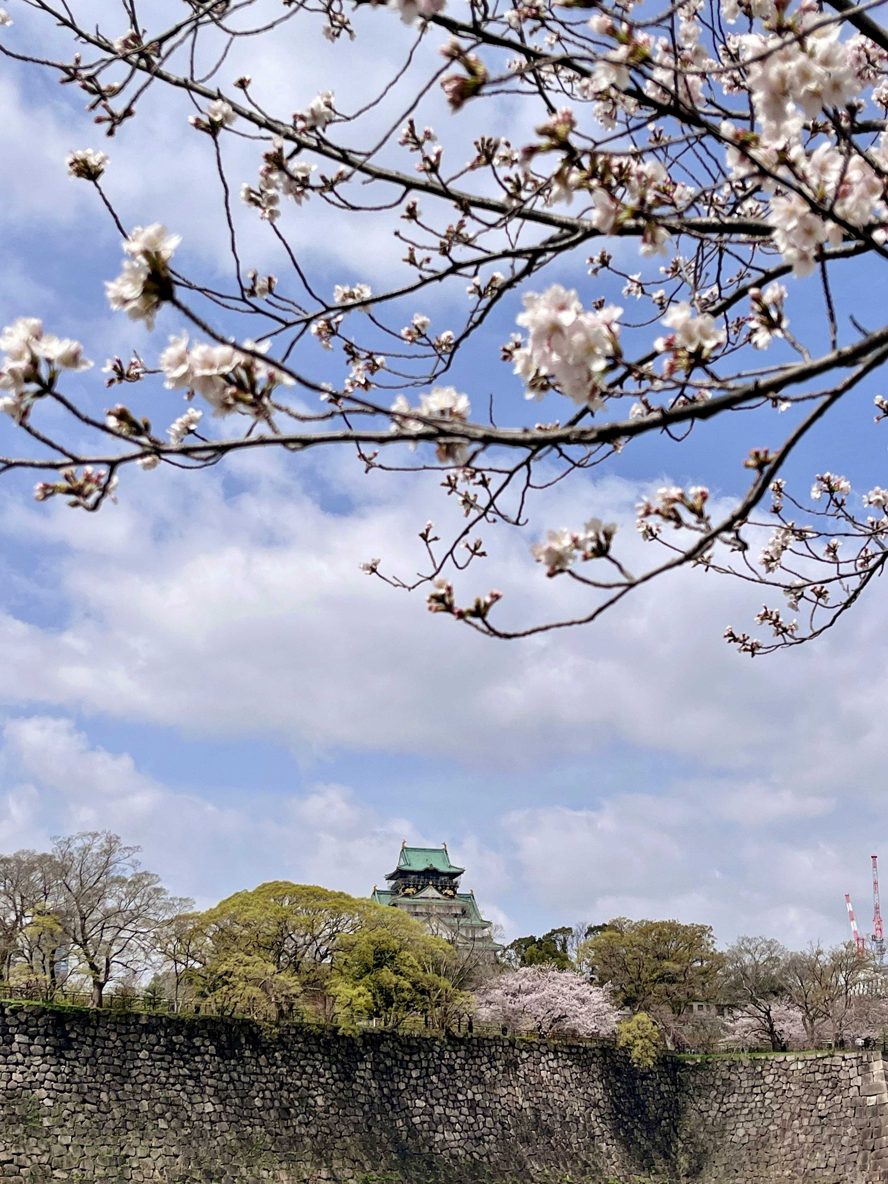 大阪 大阪城 桜 さくら 満開 2023