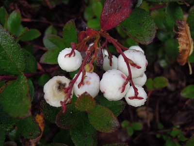 DSCN5746s.jpg