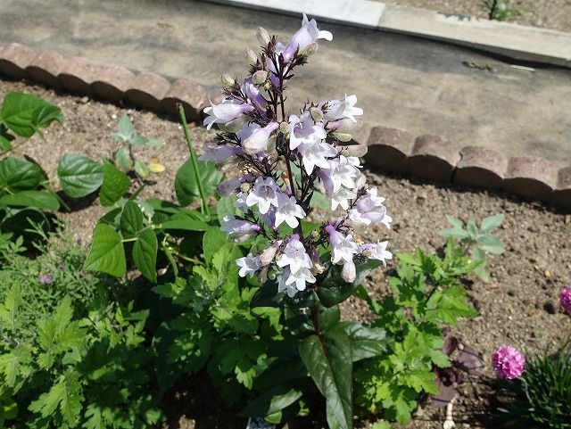 ５月26日 今日の一花 ペンステモン Gazengamaのブログ 散歩中に出合った花と趣味の陶芸作品 楽天ブログ