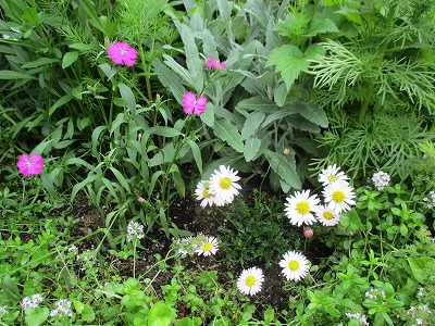 IMG_3217ss.jpg