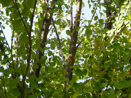 2017-06-06semi2.JPG