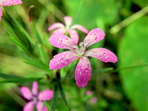 ノハラナデシコの花-2