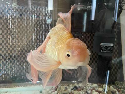 金魚 飼育 水槽にヒーターをいれたら 笑 春夏秋冬 楽天ブログ