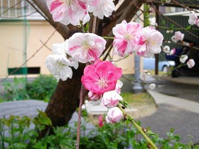 １本の木に紅白の花が ぐうたらたぬき途中下車 楽天ブログ