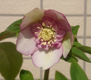 DSC_2163.JPG