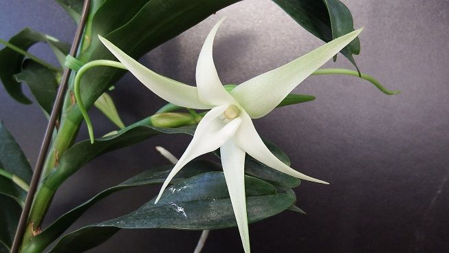 アングレカム デンドロビオプシス アングレカム セスキペダレ ラン ラ パン 楽天ブログ