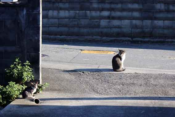 我が家のニャンコ♪2013/9/18-2