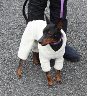 ぴま君.jpg