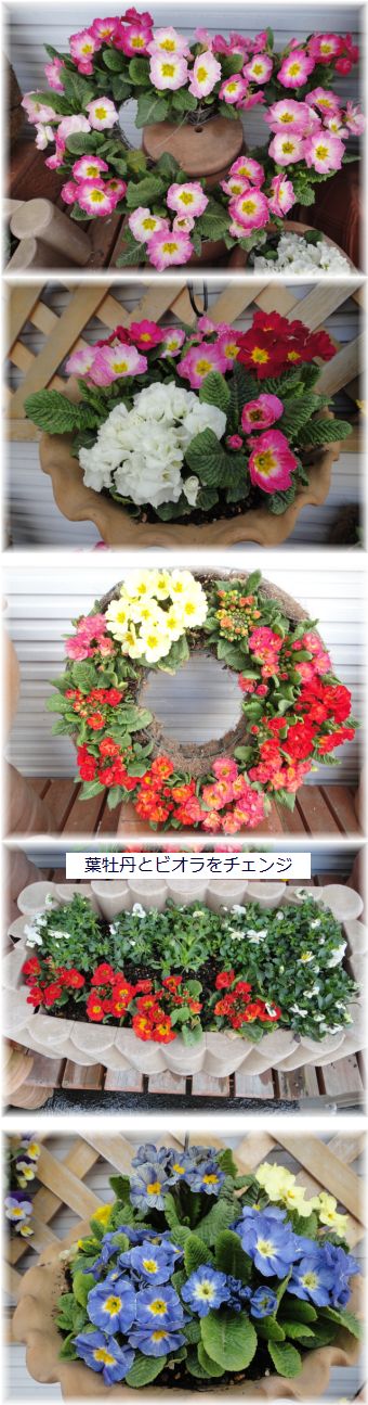 プリムラポリアンサ