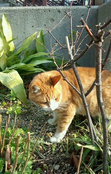 猫くん.jpg