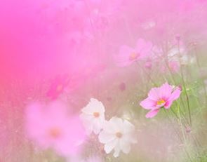 2014-0907cosmos-2.JPG