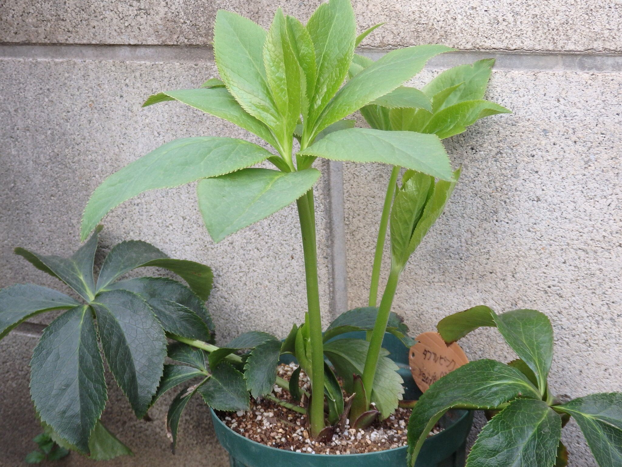 今季 咲かなかったクリスマスローズの元気な葉っぱ Quatre Saisons ベランダとお庭の四季 楽天ブログ