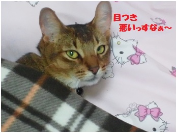 2012ヴァルトの冬支度2