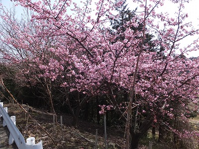 20150228早咲き桜
