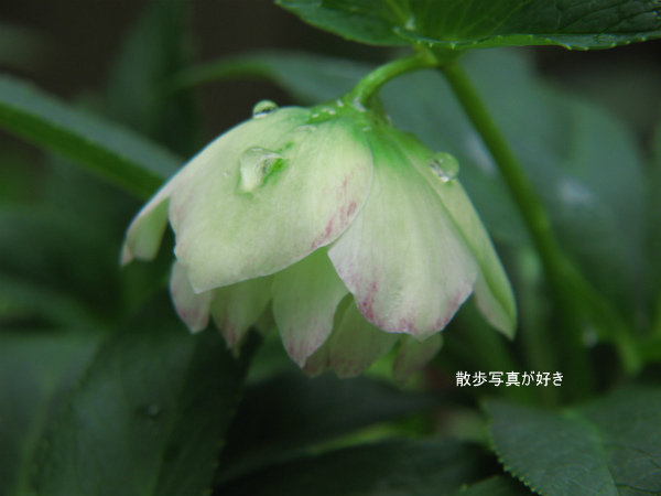 IMG_8427.jpg