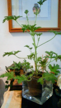 NEC_0005.JPG