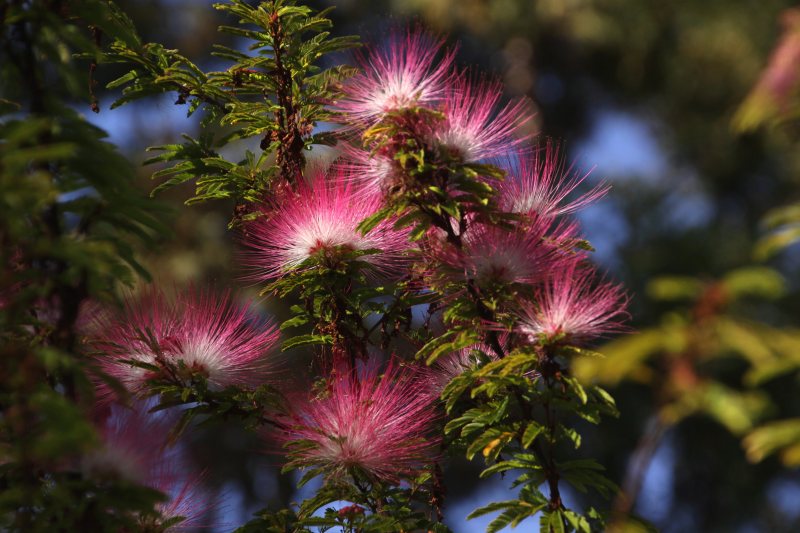 植物園の花_007.jpg