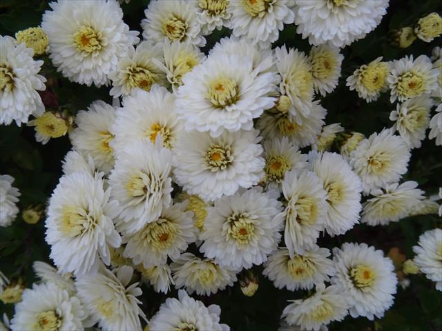 DSC06555_R.JPG