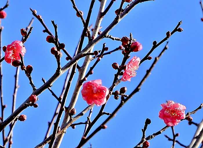 紅梅6