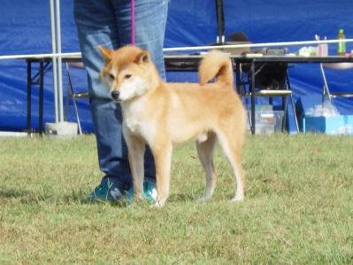 展覧会・日本犬保存会 ] | 柴楽日記 - 楽天ブログ