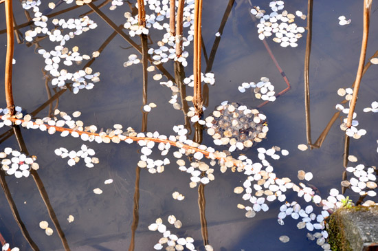 桜１