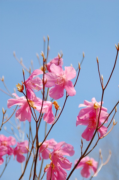 ピンクのツツジ