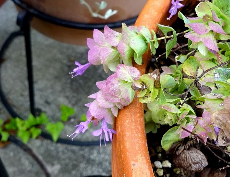 10月5日 今日の一花 その２ オレガノケントビューティー Gazengamaのブログ 散歩中に出合った花と趣味の陶芸作品 楽天ブログ