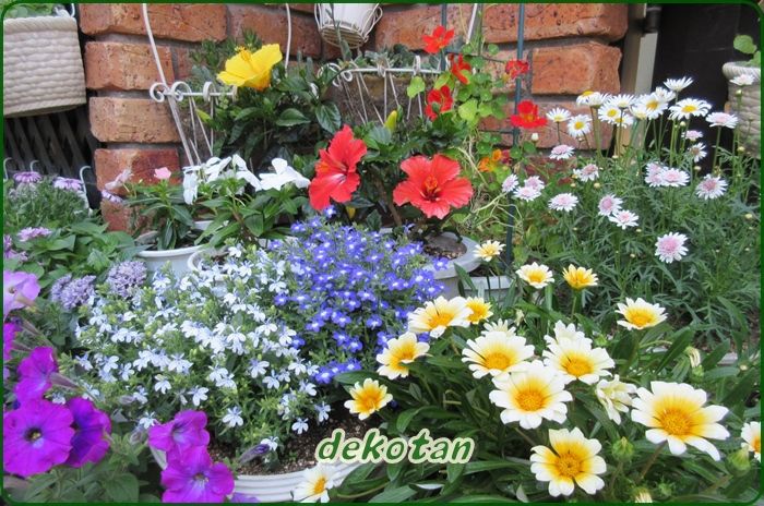 ロベリアとガザニアの初夏花壇 オステオスぺルマムの夏越え 狭い庭を花いっぱいにする育て方 楽天ブログ