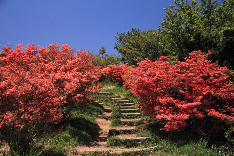 葛城山のツツジ_002.jpg