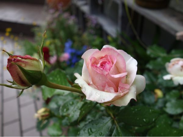 rblog-20180508192821-10.jpg