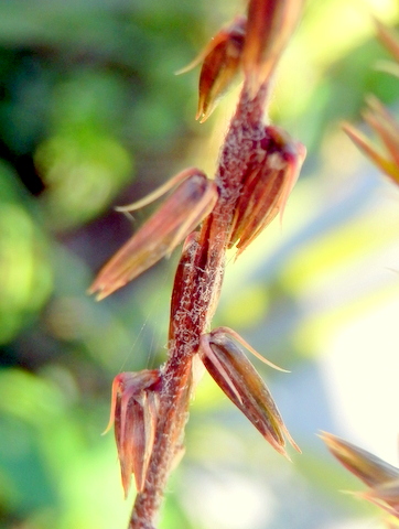 ヒナタノイノコズチのひっつき虫