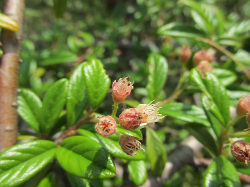 ベニシタン（紅紫檀）