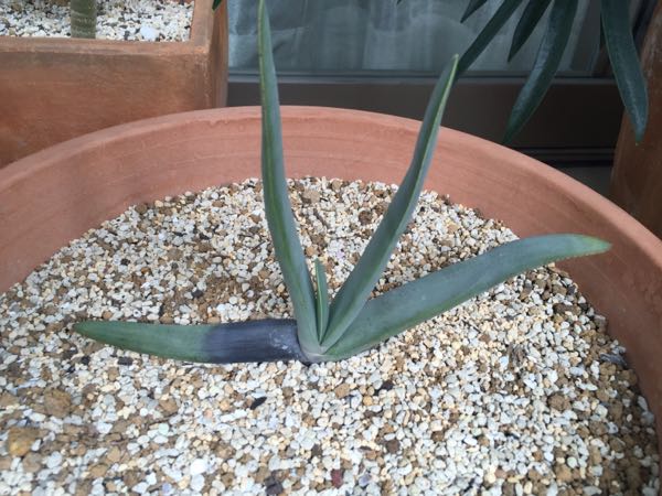 Aloe Plicatilis アロエ プリカティリス Aloe日記 楽天ブログ