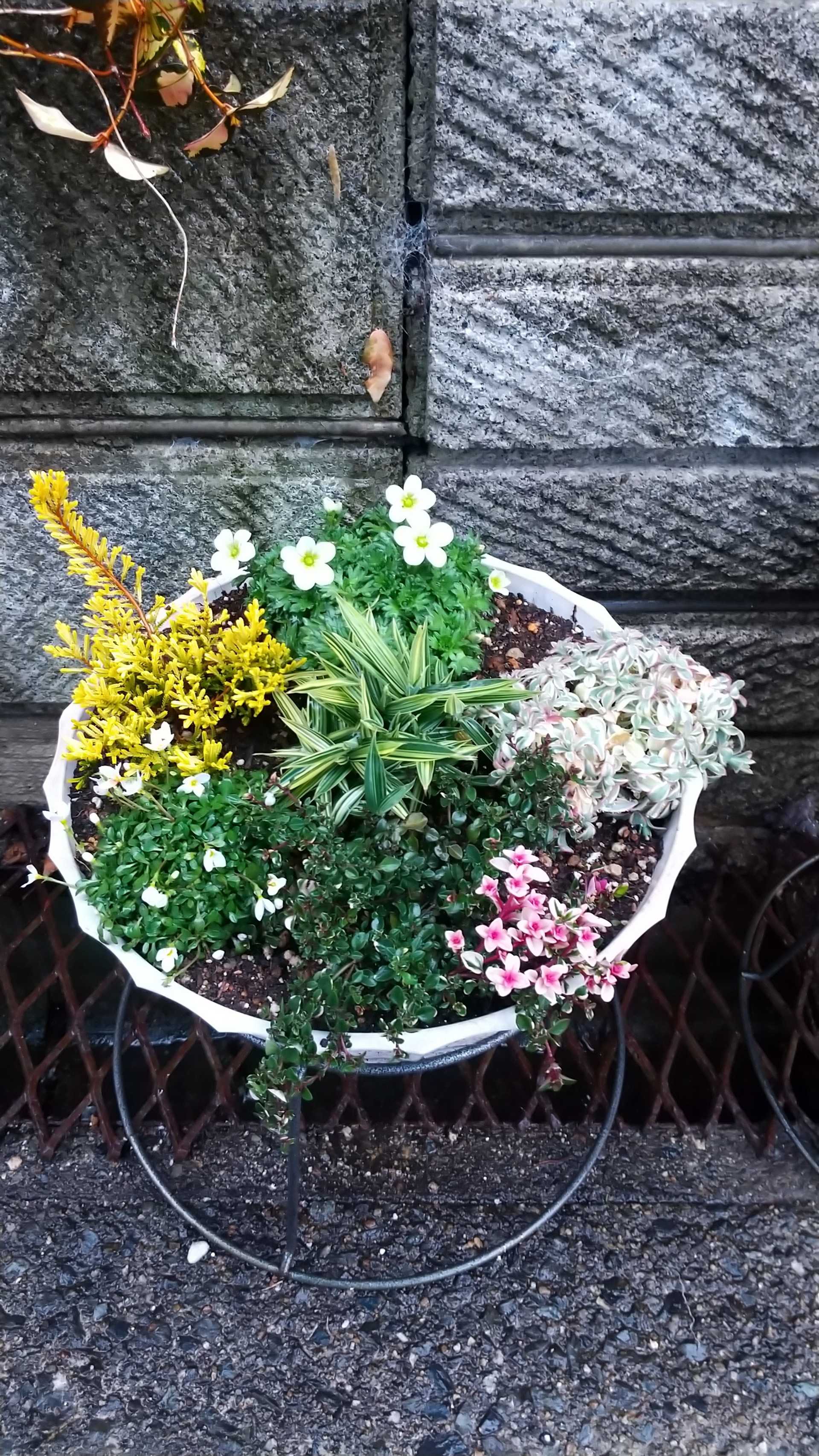 庭いじり 寄せ植えが苦手な私の寄せ植え 新米植物園管理人の植物と生活 楽天ブログ